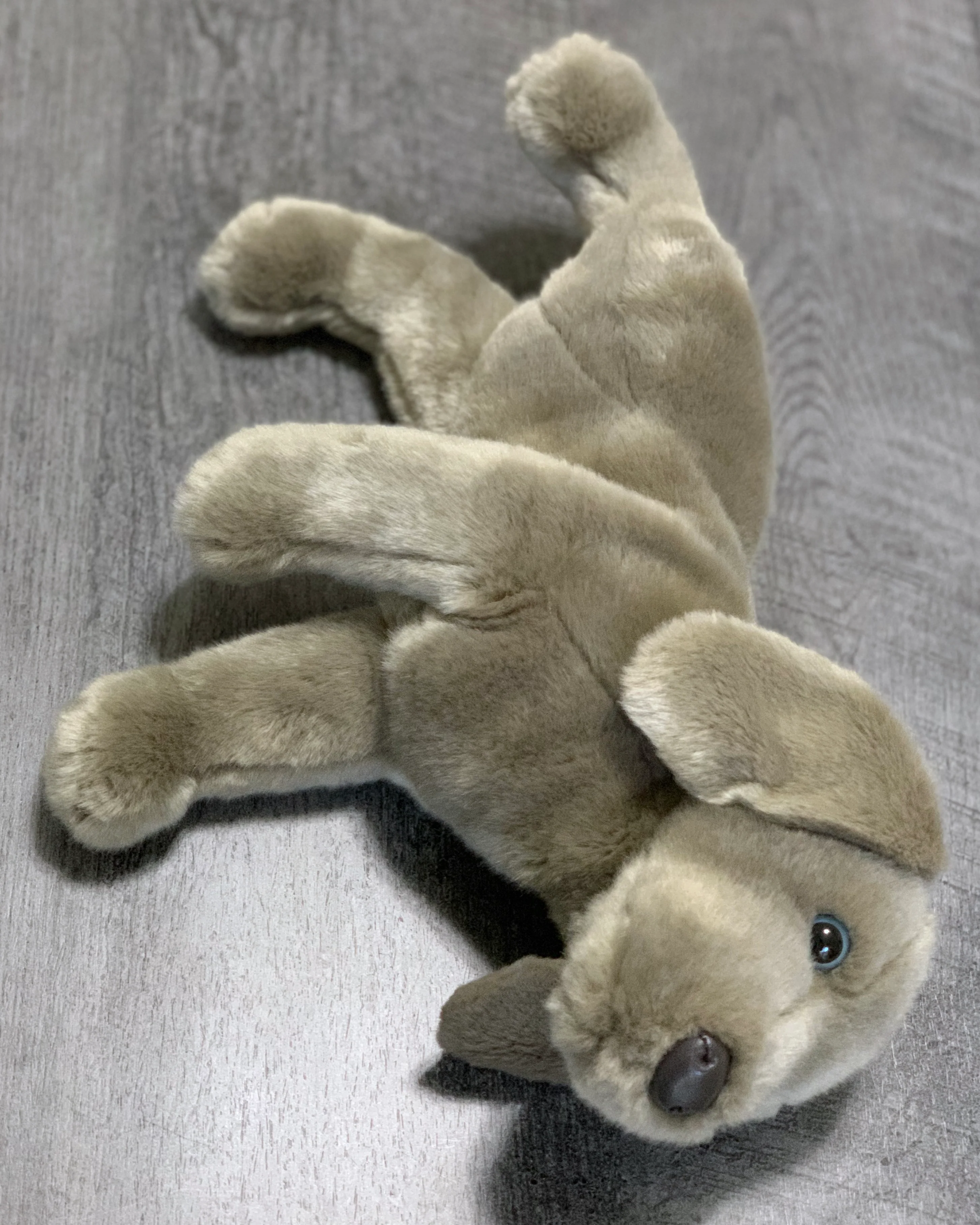 Weighted Weimaraner Pup – 15" (2.5 lbs) - Image 11