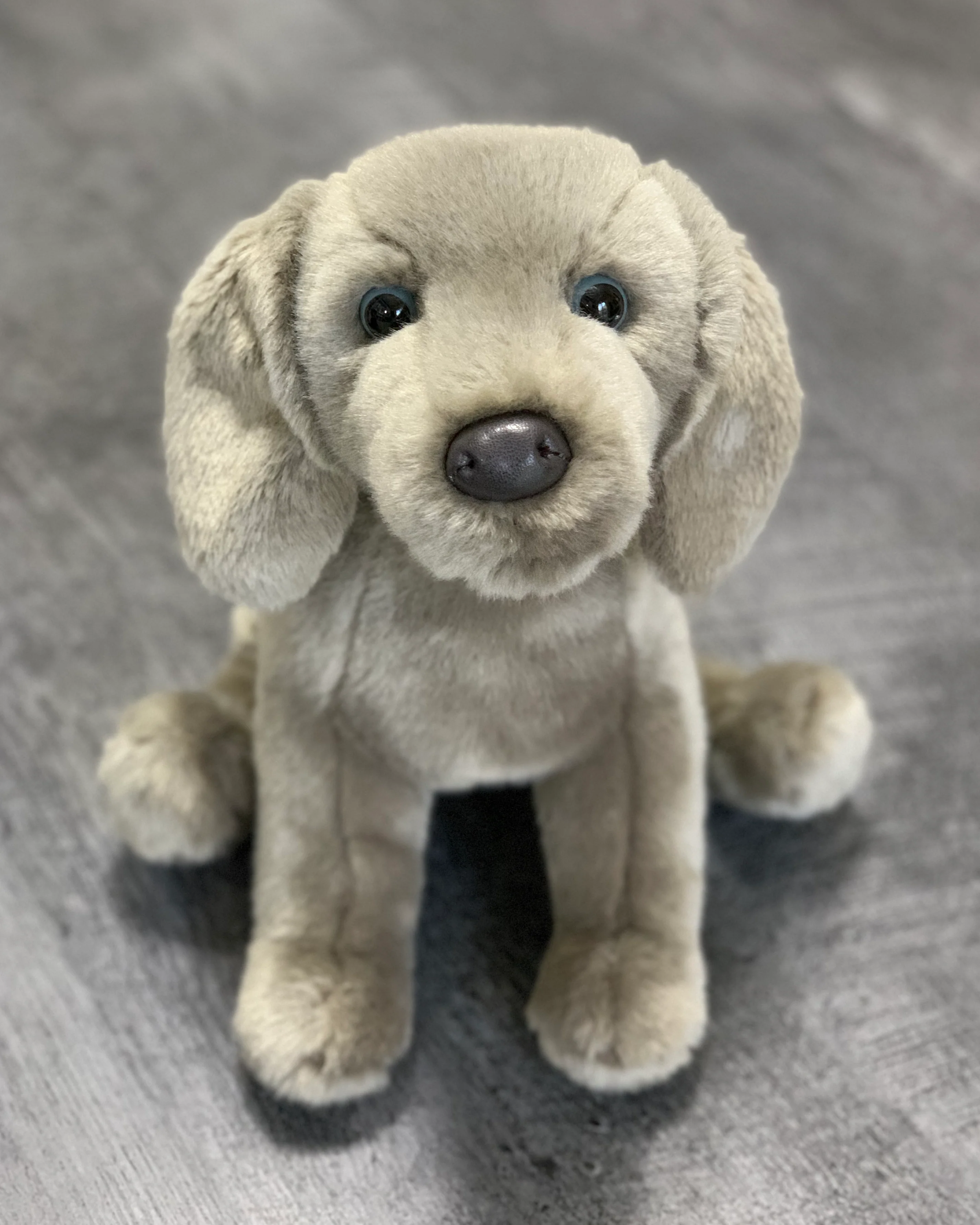 Weighted Weimaraner Pup – 15" (2.5 lbs) - Image 5