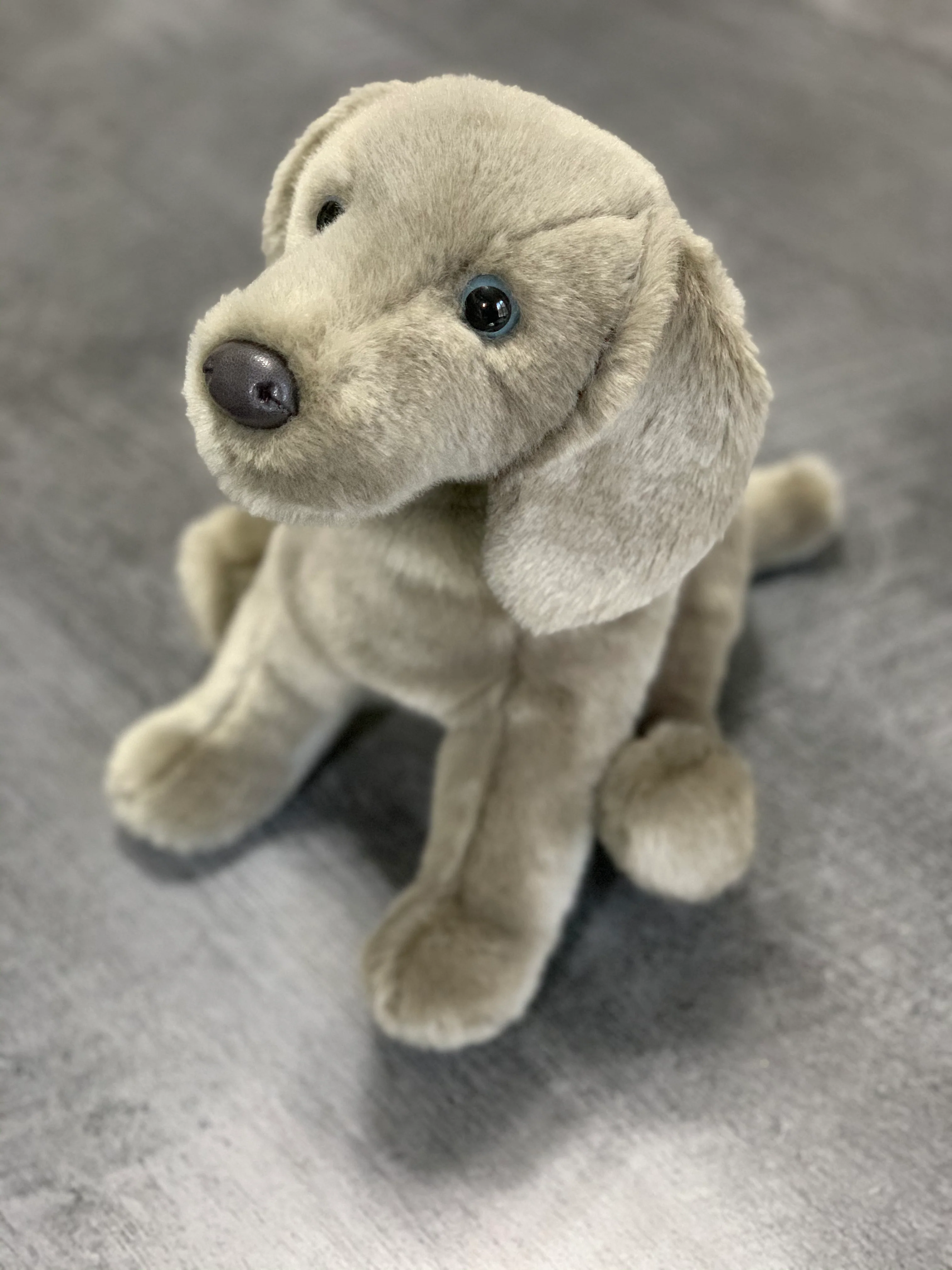 Weighted Weimaraner Pup – 15" (2.5 lbs) - Image 7